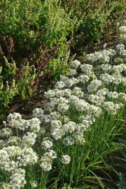 Allium tuberosum