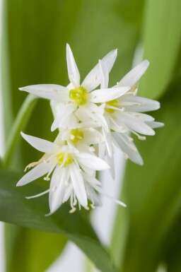Allium ursinum