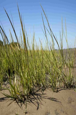 Sandrör Ammophila arenaria 5-10 i kruka P9 Ammophila arenaria