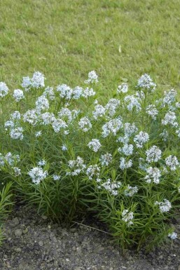 Amsonia hubrichtii