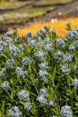 Amsonia tabernaemontana