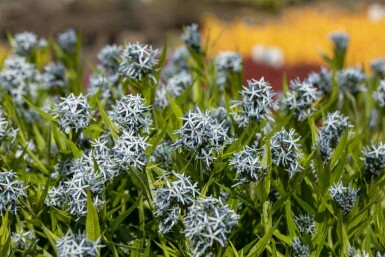 Amsonia tabernaemontana