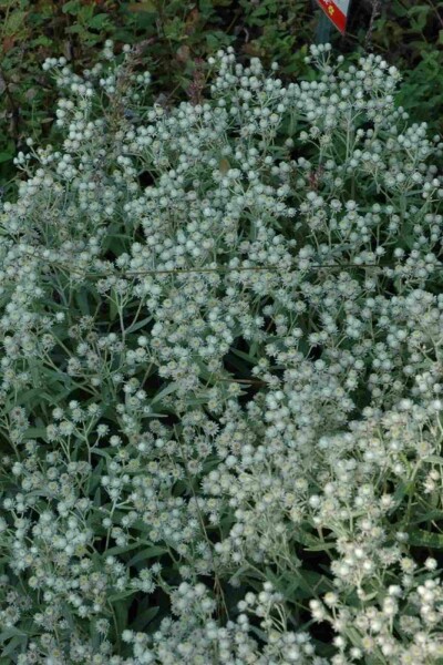 Anaphalis triplinervis 'Sommerschnee'