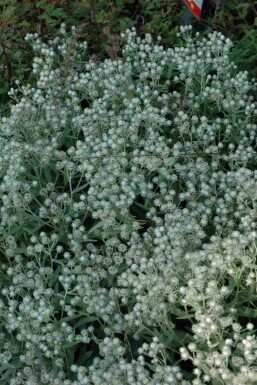 Anaphalis triplinervis 'Sommerschnee'