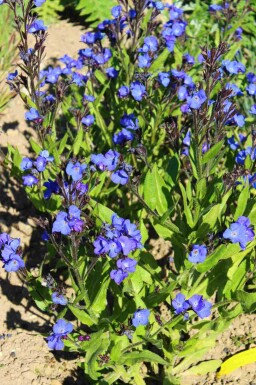 Italiensk oxtunga Anchusa azurea 'Loddon Royalist' 5-10 i kruka P9 Anchusa azurea 'Loddon Royalist'