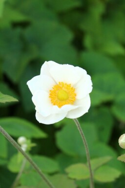 Höstanemon Anemone japonica 'Andrea Atkinson' 5-10 i kruka P9 Anemone japonica 'Andrea Atkinson'