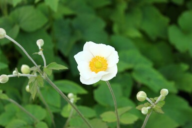 Höstanemon Anemone japonica 'Andrea Atkinson' 5-10 i kruka P9 Anemone japonica 'Andrea Atkinson'