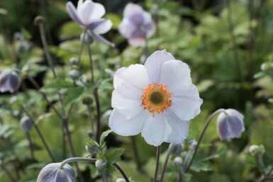 Anemon Anemone 'Elfin Swan' 5-10 i kruka P9 Anemone 'Elfin Swan'