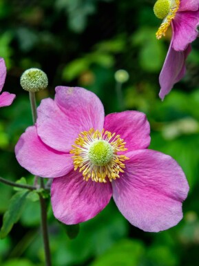 Höstanemon Anemone hupehensis 'Hadspen Abundance' 5-10 i kruka P9 Anemone hupehensis 'Hadspen Abundance'