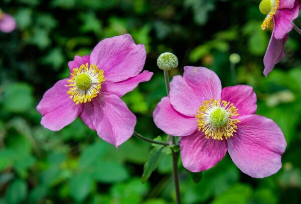 Anemone hupehensis 'Hadspen Abundance'