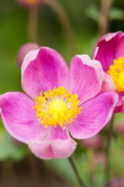 Anemone hupehensis 'Praecox'