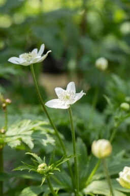Anemone leveillei