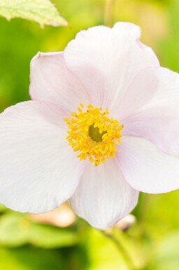 Höstanemon Anemone tomentosa 'Robustissima' 5-10 i kruka P9 Anemone tomentosa 'Robustissima'