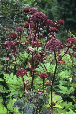 KoreanÀngelica Angelica gigas 5-10 i kruka P9 Angelica gigas