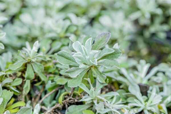 Antennaria dioica