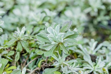 Antennaria dioica