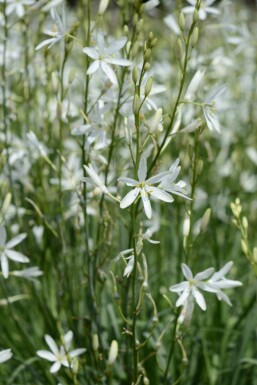 Ängslilja Anthericum liliago 5-10 i kruka P9 Anthericum liliago
