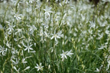 Ängslilja Anthericum liliago 5-10 i kruka P9 Anthericum liliago