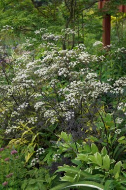 Hundkäx Anthriscus sylvestris 'Ravenswing' 5-10 i kruka P9 Anthriscus sylvestris 'Ravenswing'