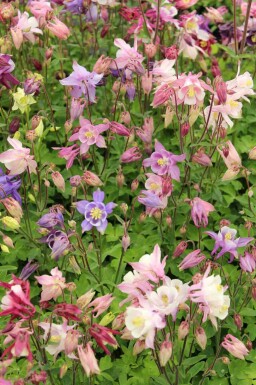 Akleja Aquilegia caerulea 'Biedermeier' 5-10 i kruka P9 Aquilegia caerulea 'Biedermeier'