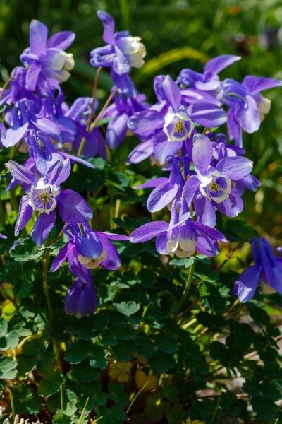 Akleja Aquilegia caerulea 5-10 i kruka P9 Aquilegia caerulea