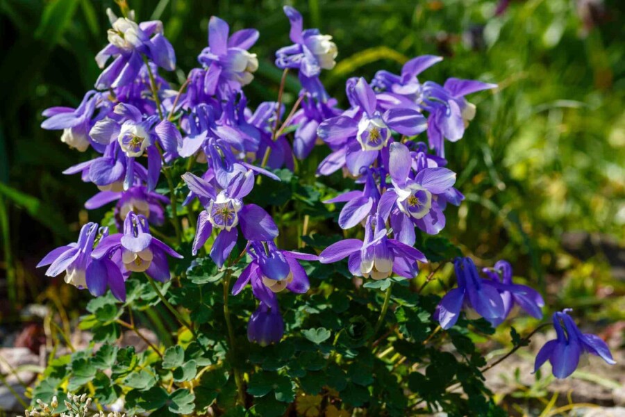 Akleja Aquilegia caerulea 5-10 i kruka P9 Aquilegia caerulea
