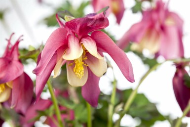 Aquilegia caerulea 'Crimson Star'