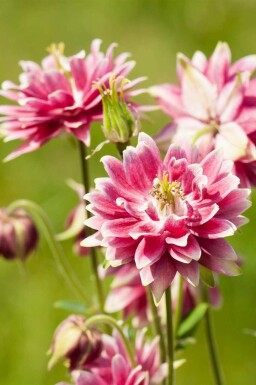 Akleja Aquilegia vulgaris ‘Nora Barlow’ 5-10 i kruka P9 Aquilegia vulgaris ‘Nora Barlow’