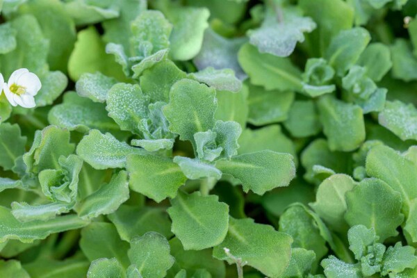 Arabis caucasica