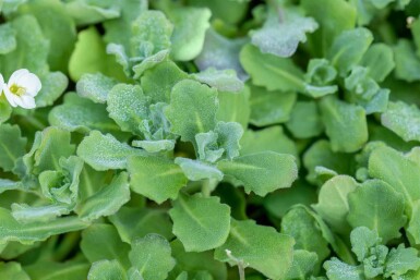 Kaukasisk arabis Arabis caucasica 5-10 i kruka P9 Arabis caucasica