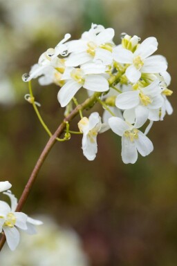 Kaukasisk stenört Arabis procurrens 5-10 i kruka P9 Arabis procurrens