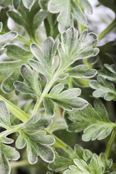 Artemisia absinthium