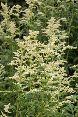 Vit malört Artemisia lactiflora 5-10 i kruka P9 Artemisia lactiflora