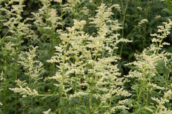 Artemisia lactiflora