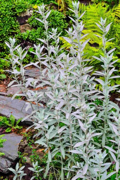 Artemisia ludoviciana 'Silver Queen'