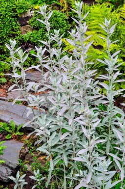 Artemisia ludoviciana 'Silver Queen'