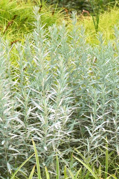 Artemisia ludoviciana 'Silver Queen'