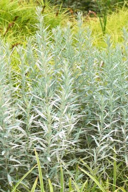 Artemisia ludoviciana 'Silver Queen'