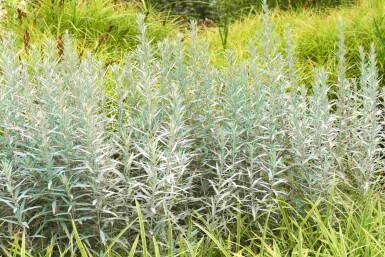 Artemisia ludoviciana 'Silver Queen'