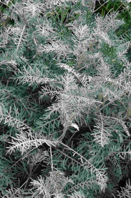 Artemisia arborescens 'Powis Castle'