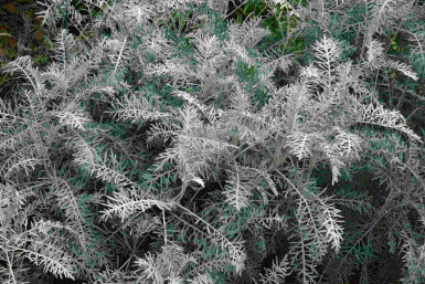 Artemisia arborescens 'Powis Castle'