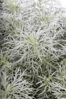 Artemisia schmidtiana 'Nana'