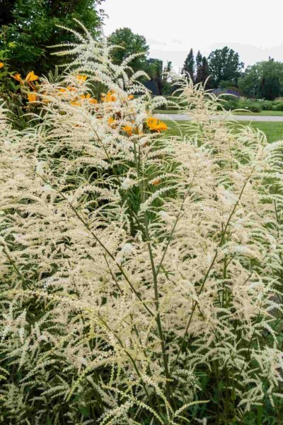 Aruncus dioicus 'Kneiffii'