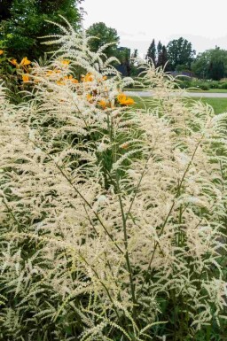 Flikbladig plymspirea Aruncus dioicus 'Kneiffii' 5-10 i kruka P9 Aruncus dioicus 'Kneiffii'