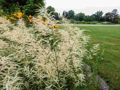 Flikbladig plymspirea Aruncus dioicus 'Kneiffii' 5-10 i kruka P9 Aruncus dioicus 'Kneiffii'