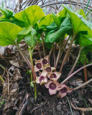 Hasselört Asarum splendens 5-10 i kruka P9 Asarum splendens