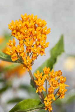 Fjärilsblomma Asclepias tuberosa 5-10 i kruka P9 Asclepias tuberosa