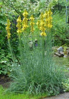 Gul asphodel Asphodeline lutea 5-10 i kruka P9 Asphodeline lutea