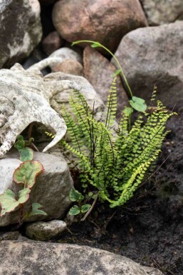 Asplenium trichomanes