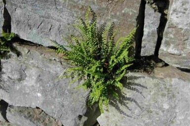 Asplenium trichomanes